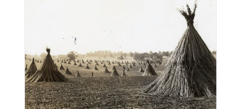 Gatherings of cut hemp stalks, called shocks, dotted a Lexington farm in the 1940s