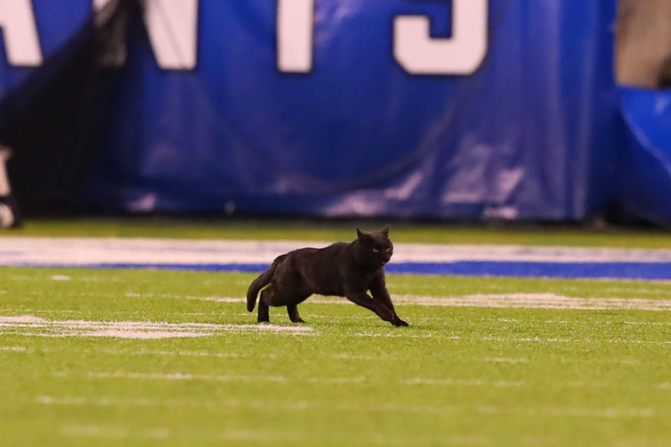 A black cat runs onto the field during the National Football League game between the New York Giants and the Dallas Cowboys on November 4, 2019 at MetLife Stadium in East Rutherford, NJ. | Rich Graes—Icon Sportswire/Getty Images