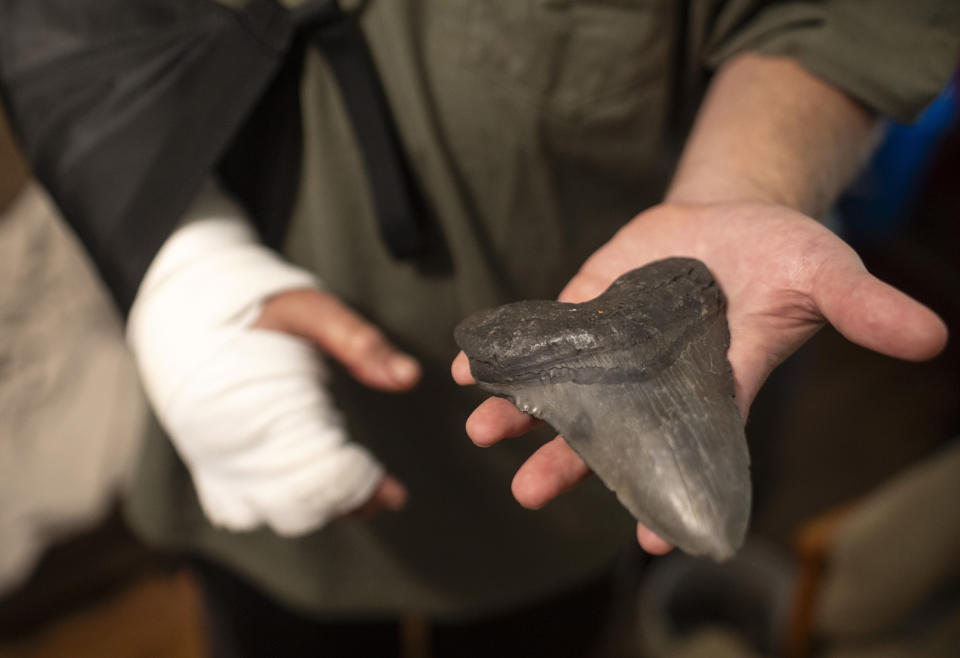 Will Georgitis holds up a megalodon tooth he found the day he was attacked by an alligator, at his home Friday, April 19, 2024, in West Ashley, S.C. Pinned by an alligator on April 15, to the bottom of the Cooper River in South Carolina, Georgitis decided his only chance to survive might be to lose his arm, but he told The Post and Courier he put his feet on the gator and pushed as hard as he could. Somehow he ripped his arm out of the alligator's jaws. (Andrew J. Whitaker/The Post And Courier via AP)