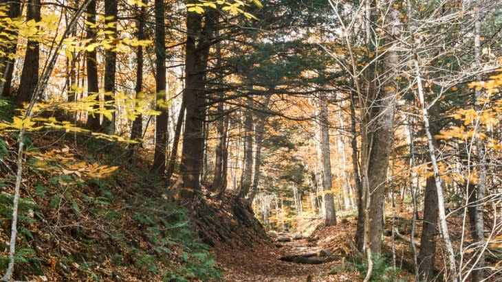 <span class="article__caption">Hike, bike, boulder in summer, climb ice in winter. One of the network of trails at Smuggler’s Notch State Park. </span> (Photo: Ronan Furuta/Unsplash)