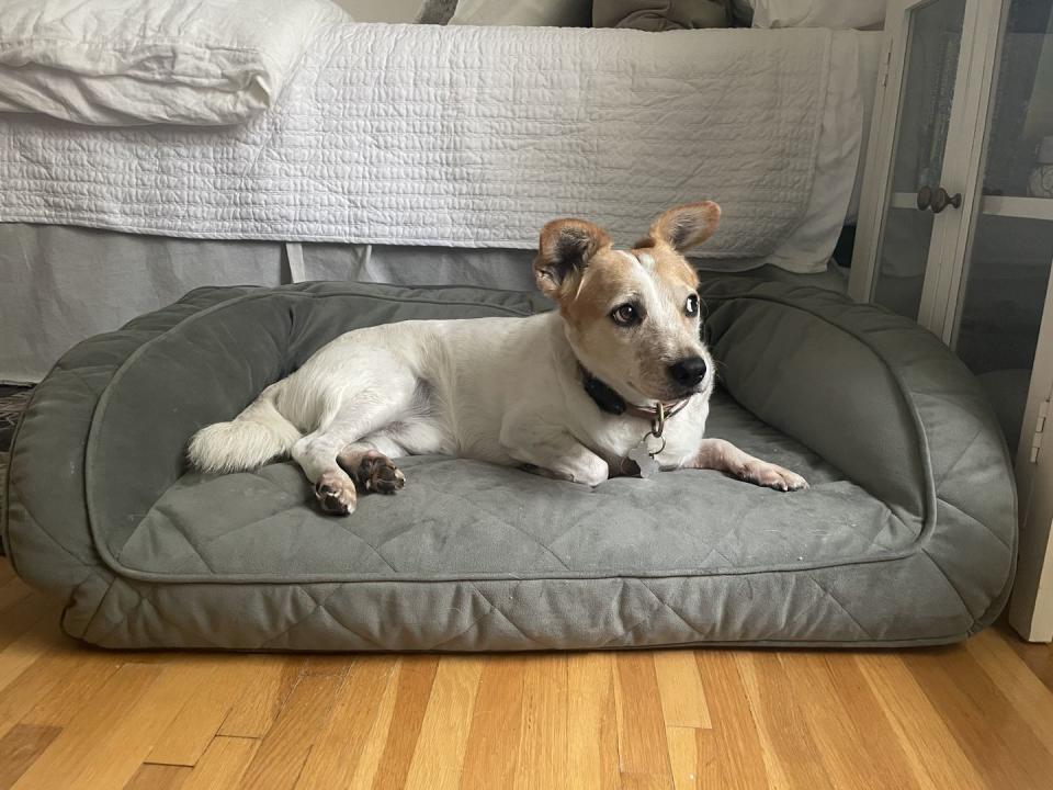 corgi jack russell dog laying in green bolster orvis dog bed