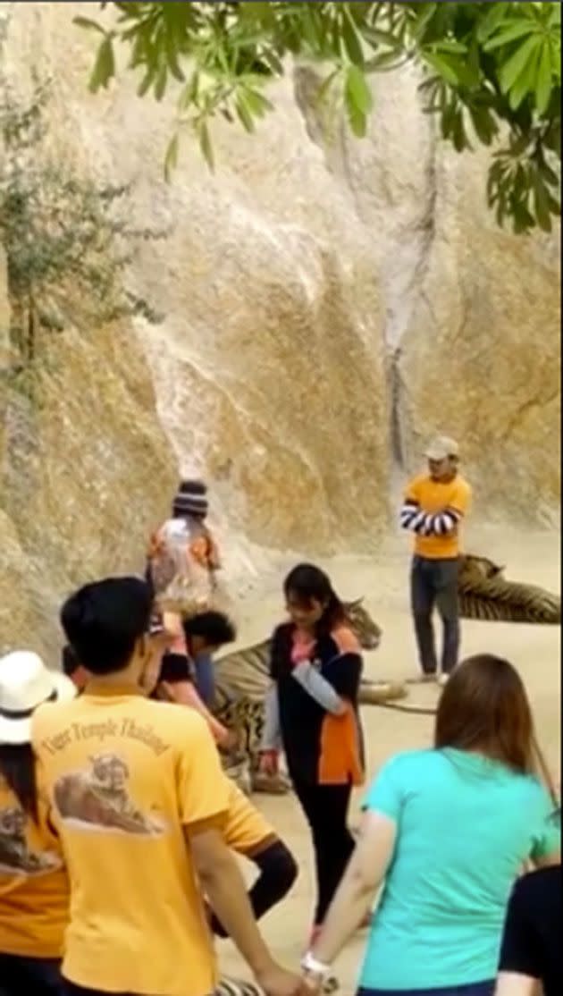 The moment a worker appears to punch a tiger in the head. Photo: Facebook