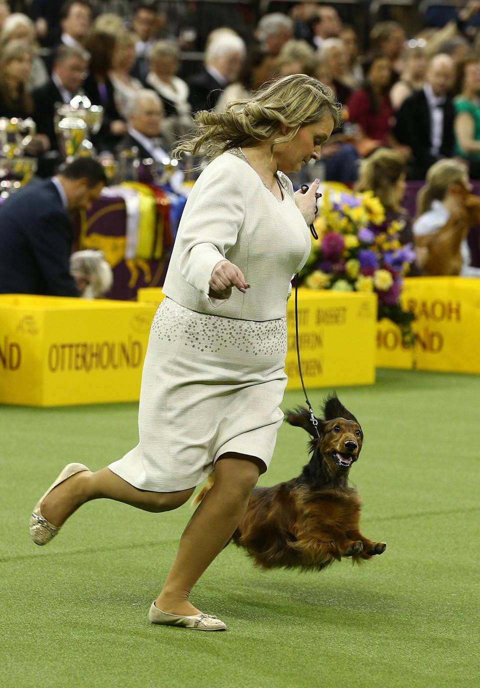 &nbsp;Dogs take part in the 141st Westminster Kennel Club Dog Show held at Madison Square Garden in New York City, U.S.A on February 14, 2017.&nbsp;