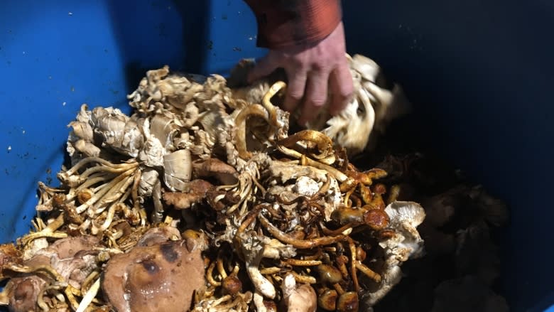 How to turn compost into food — through maggots