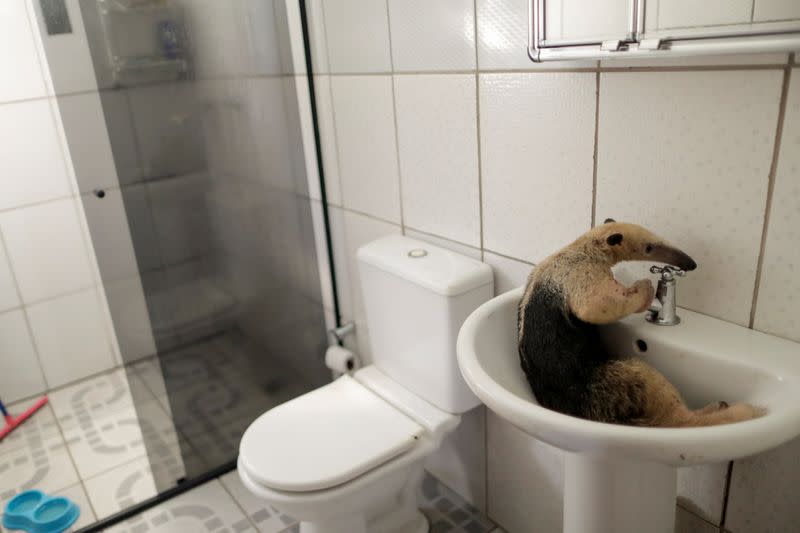 Foto de archivo de un oso hormiguero en el baño de una veterinaria tras ser tratado por especialistas cerca de Porto Velho, estado de Rondonia, en Brasil