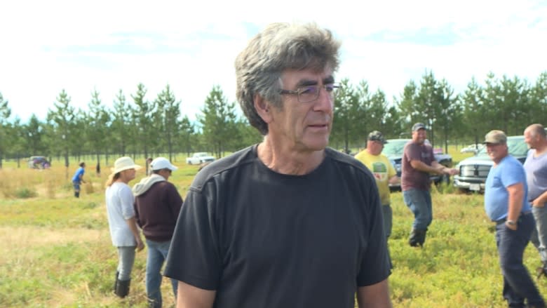 Northeastern blueberry growers, pickers lack buyers for crop