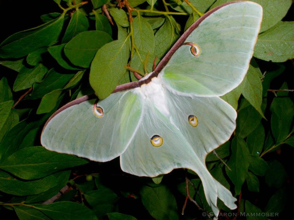 The Luna Moth.