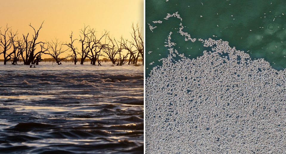 Left - The Menindee lakes at sunset. Right - an aerial view of the dead fish in the Darling.