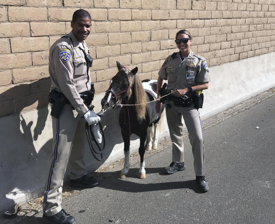 In this Sept. 29, 2019 photo provided by California Highway Patrol, Santa Fe Springs, CHP officers Rico Lawson, left, and Jacqueline Sicara stand along the side of the freeway with a pony after it went loose and was struck by a hit-and-run driver on a Los Angeles-area freeway, leaving the small horse slightly injured. (CHP Santa Fe Springs via AP)