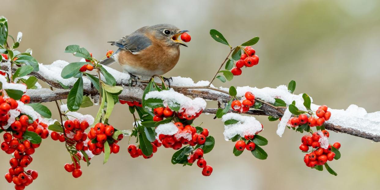 bluebird eating holly berry