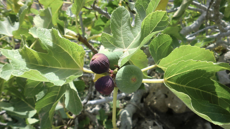 Fig tree with fig fruit