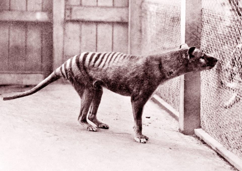 The Thylacine