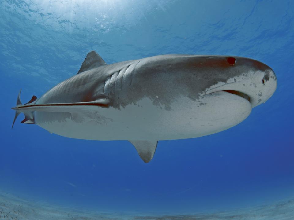 A tiger shark swims close to the camera in the Bahamas.