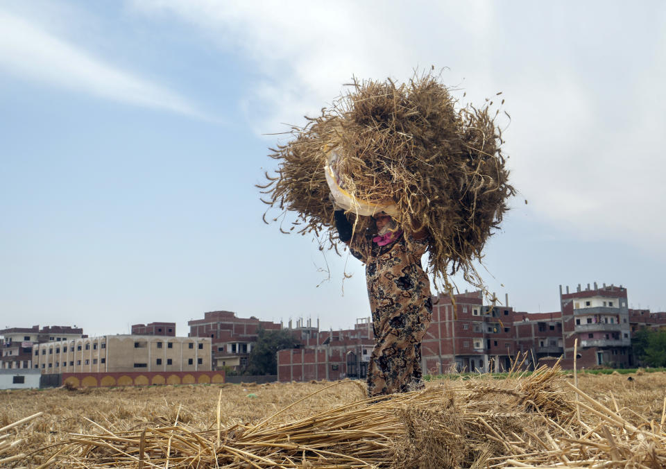 A farmer carries a bundle of wheat on a farm in the Nile Delta province of al-Sharqia, Egypt, Wednesday, May 11, 2022. Egypt will receive a $500 million loan from the World Bank to help finance its wheat purchases as prices skyrocket because of the Russian invasion of Ukraine, the Bank said Wednesday, June 29, 2022. The funds, approved Tuesday by the World Bank Board of Executive Directors, aim at supporting Egypt’s efforts to provide subsidized bread to poor and vulnerable households, it said. (AP Photo/Amr Nabil, File)