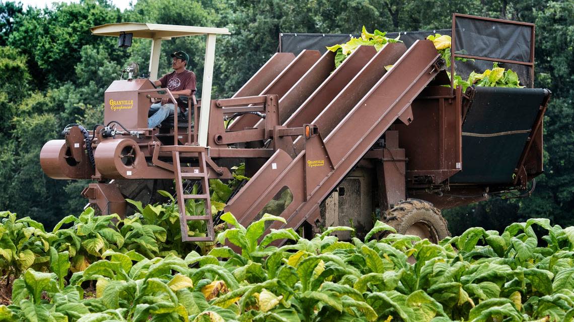A worker drives a mechanical harvester stripping tobacco leaves from their stalks to be transported to drying barns in eastern Wake County in 2020. Scott Sharpe/ssharpe@newsobserver.com