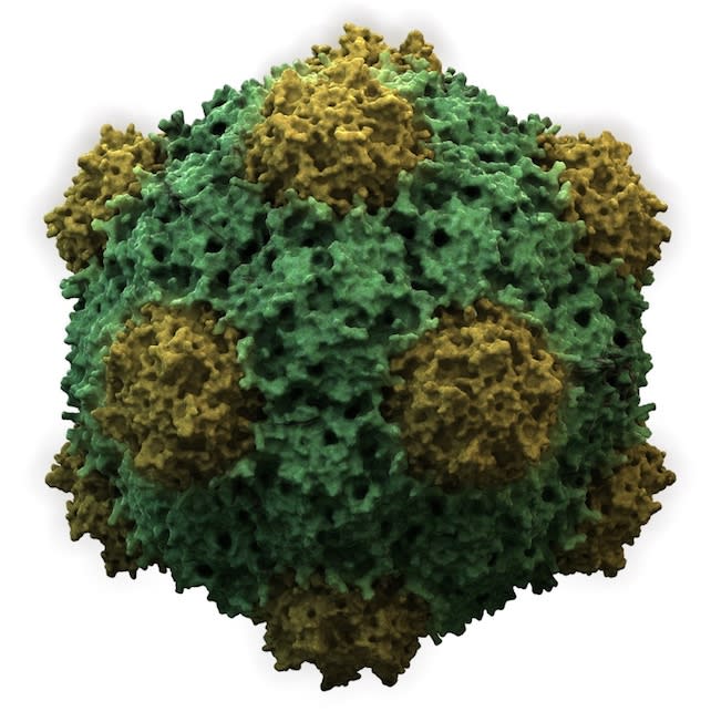3D rendering of the structure of the cowpea mosaic virus