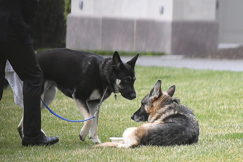 President Joe Biden and first lady Jill Biden's dogs Champ, right, and Major are seen on the South Lawn of the White House in Washington, Wednesday, March 31, 2021. (Mandel Ngan/Pool via AP)