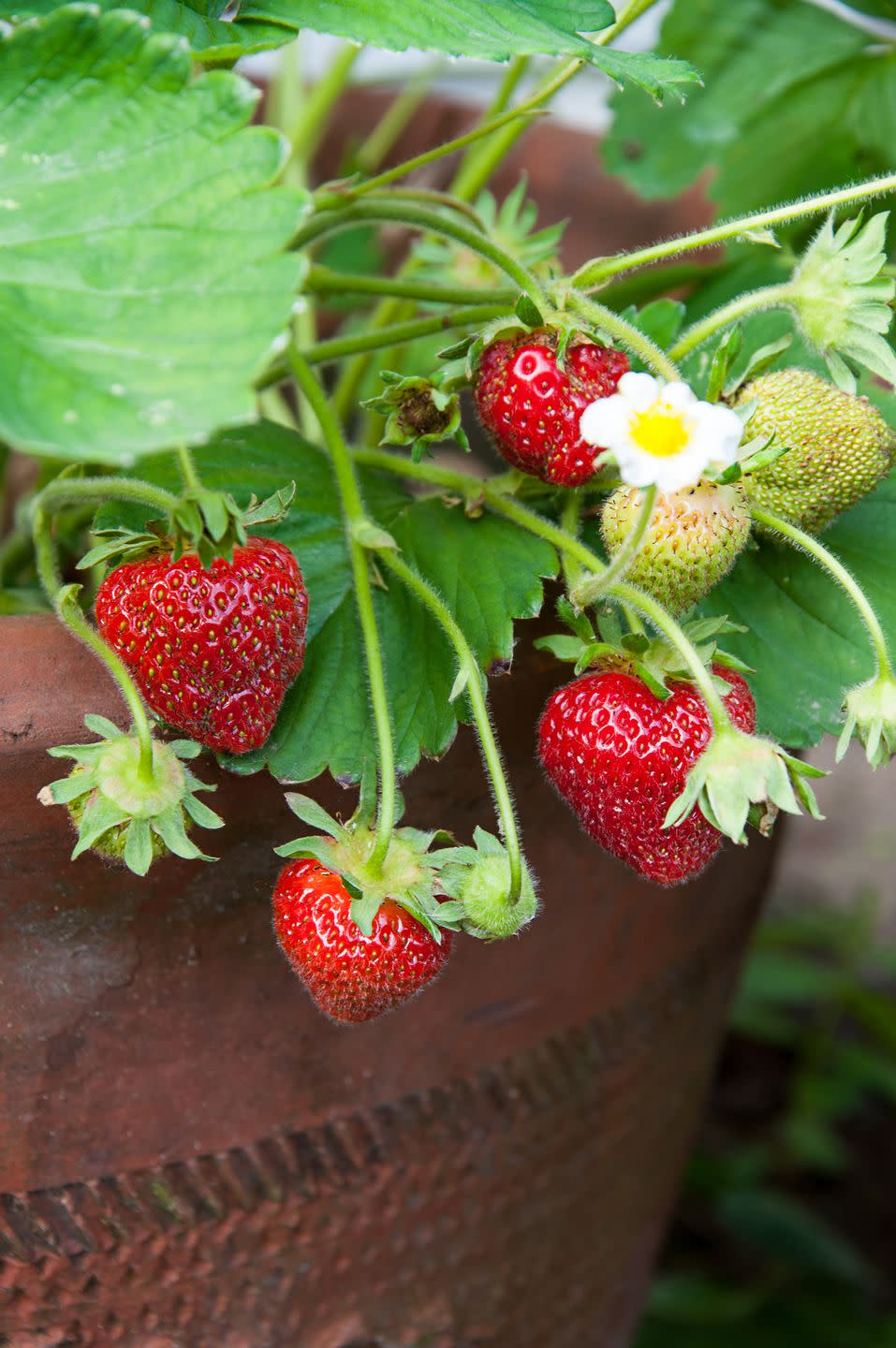 10) Strawberries