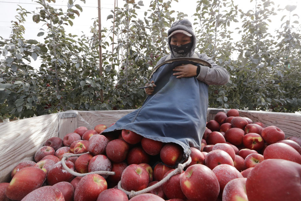 In this photo taken Tuesday, Oct. 15, 2019, Edilia Ortega dumps a picking bag full of Cosmic Crisp apple, a new variety and the first-ever bred in Washington state, into a bin in an orchard in Wapato, Wash. The Cosmic Crisp, available beginning Dec. 1, is expected to be a game changer in the apple industry. Already, growers have planted 12 million Cosmic Crisp apple trees, a sign of confidence in the new variety. (AP Photo/Elaine Thompson)