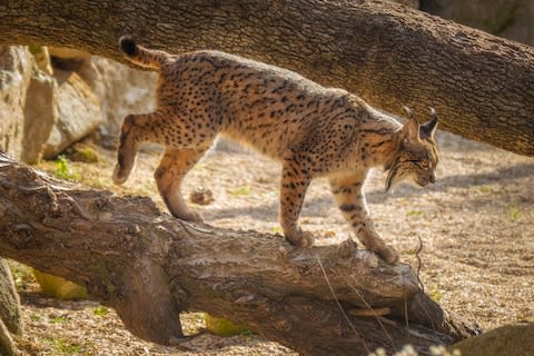 Iberian lynx - Credit: getty