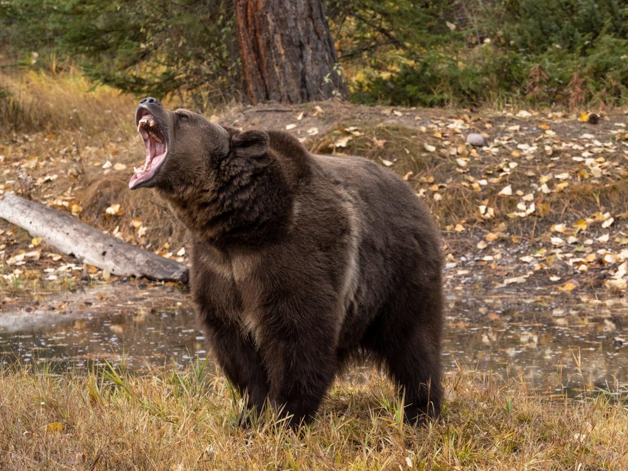 <p>Montana man dies following attack by grizzly bear</p> (Getty/iStock)