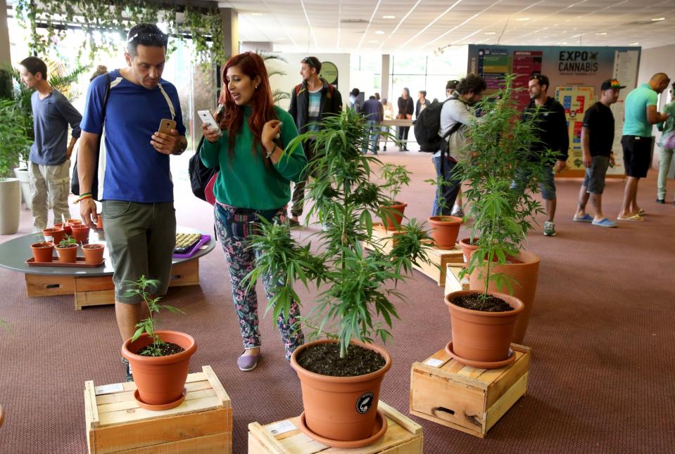 People observe marijuana plants while visiting the 