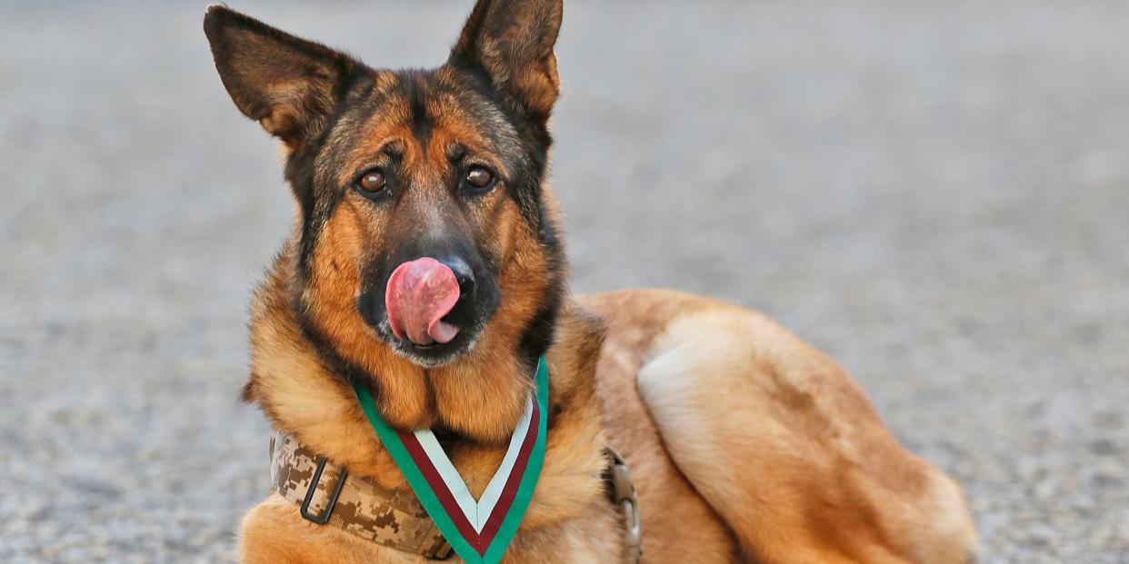 Heroic US Marine dog Lucca