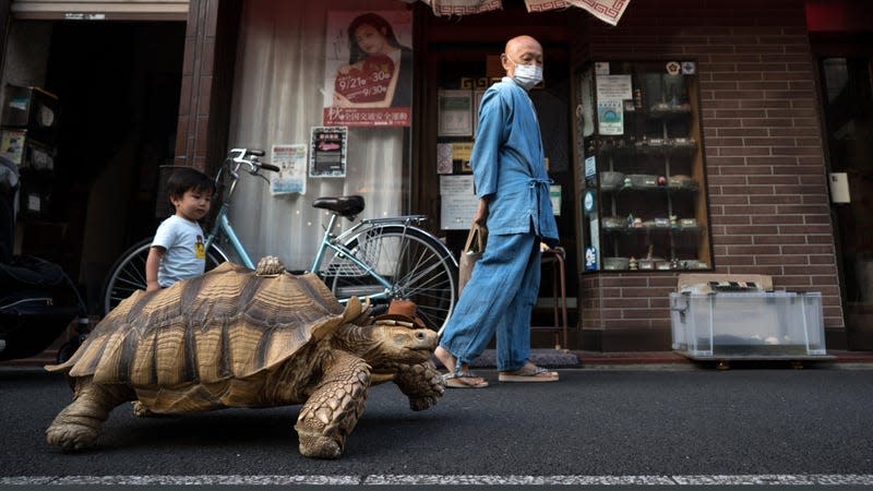 Photo:  Tomohiro Ohsumi (Getty Images)