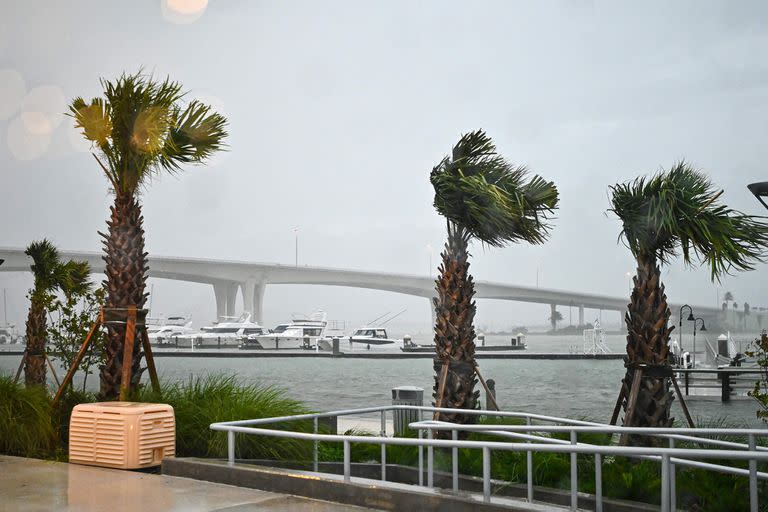 Las palmeras en el Puerto Deportivo Clearwater en Clearwater, Florida, son empujadas por el viento el 30 de agosto de 2023, después de que el Huracán Idalia tocara tierra.