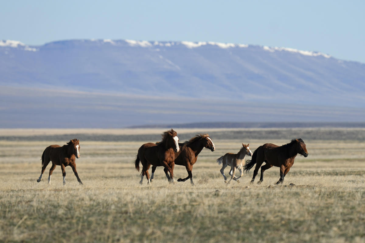 На федералната агенция е даден краен срок да обясни защо смъртоносното събиране на диви коне в Невада трябва да продължи