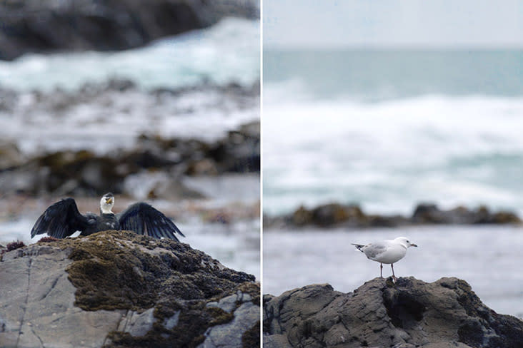 The cries of shags and seagulls pierce the silence of Curio Bay.