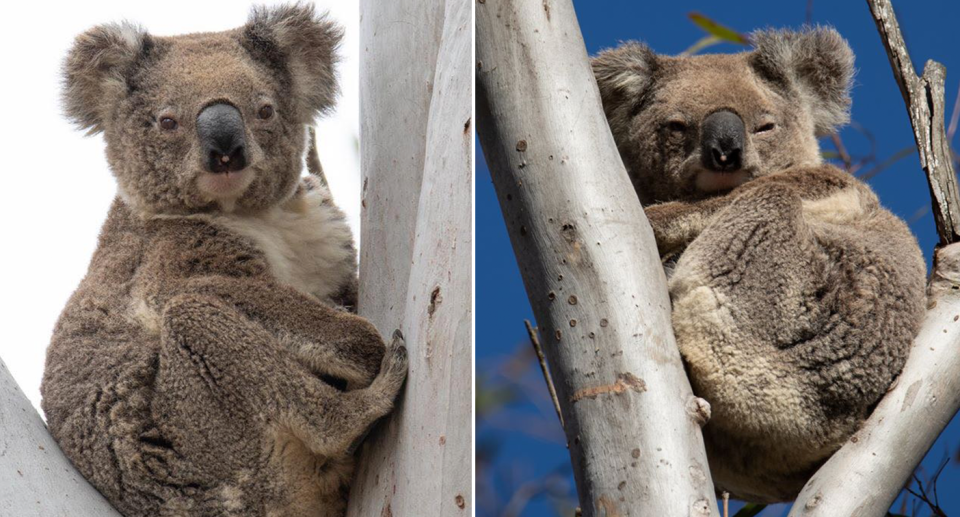 Only one breeding pair remains on the mountain, but the area is key habitat for bushfire affected animals. Source: Rachelle Patterson