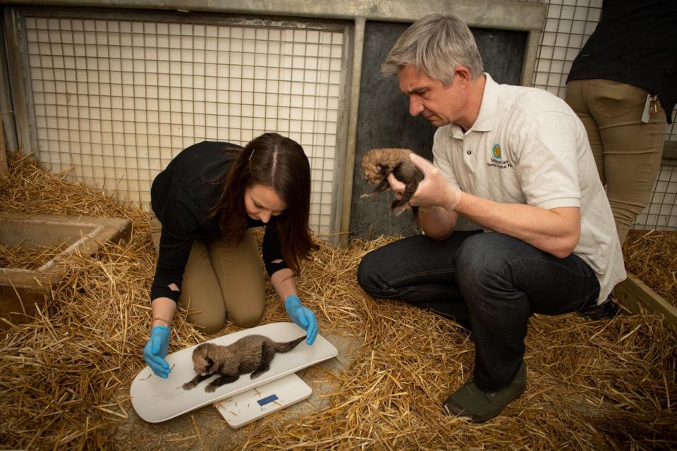 Two cheetah cubs born at the Columbus Zoo and Aquarium.