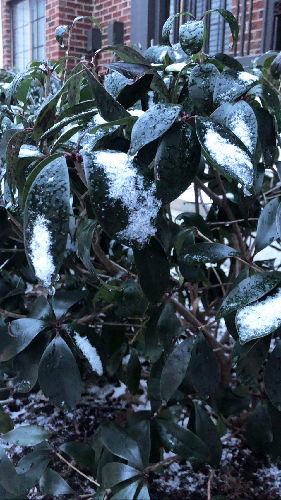 A light layer of snow and ice coat a bush in South Nashville early Thursday morning.
