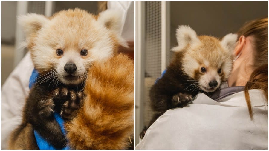 The female (left) and male (right) red panda cubs born at John Ball Zoo in July 2023. (Courtesy of John Ball Zoo)