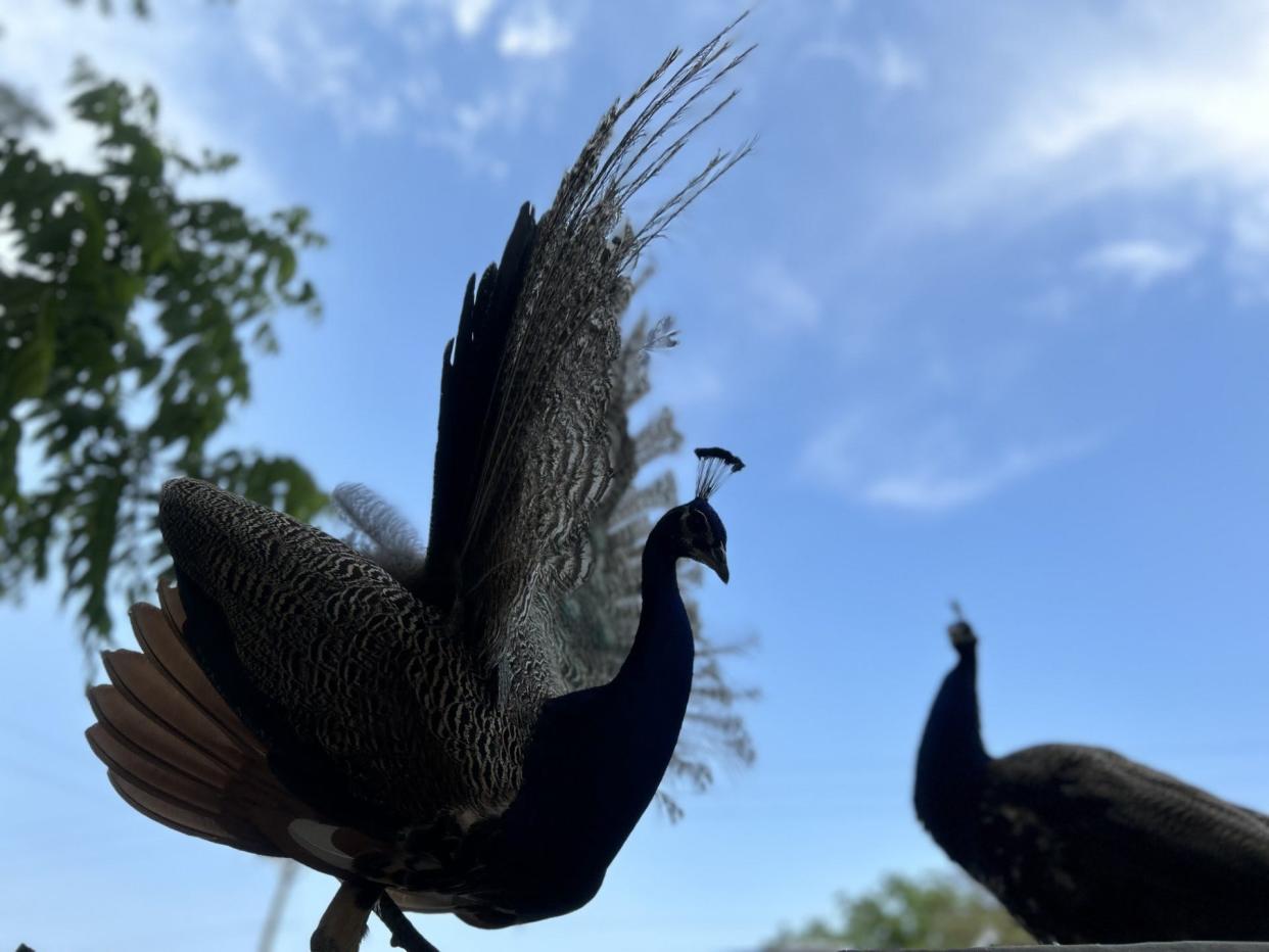 A peacock from Legendary Acres Hobby Farm in Howell returns home after wandering away from the farm to explore.