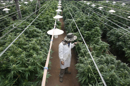 FILE PHOTO: An employee checks cannabis plants at a medical marijuana plantation in northern Israel March 21, 2017. REUTERS/Nir Elias/File Photo