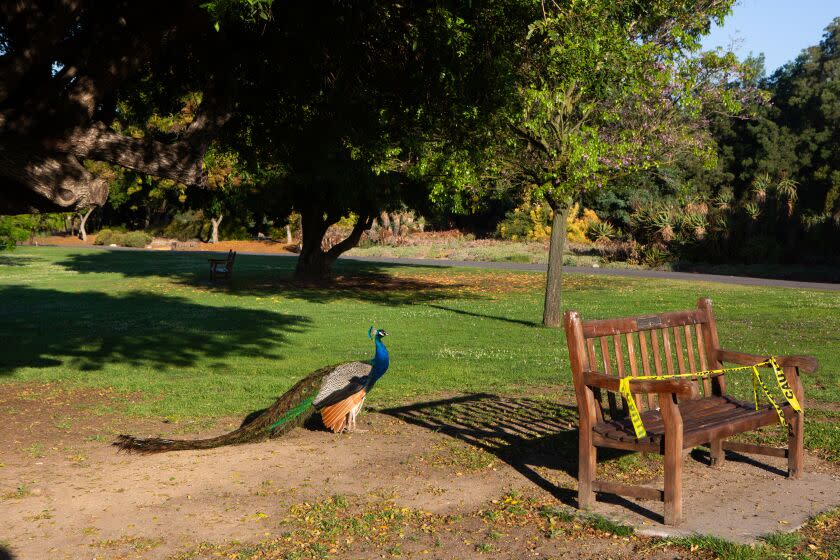 ARCADIA, CA - MAY 08: A peacock hangs out near a closed wooden bench at the Los Angeles County Arboretum & Botanic Gardens on Friday, May 8, 2020 in Arcadia, CA. The Arboretum & Botanic Gardens is currently open to the public, and visitations can be scheduled on line. Pedestrians are let in the park on a timer to ensure social distancing. The paved roads are open to the public, while the smaller trails are closed, as social distancing cannot be practiced. (Gabriella Angotti-Jones / Los Angeles Times)