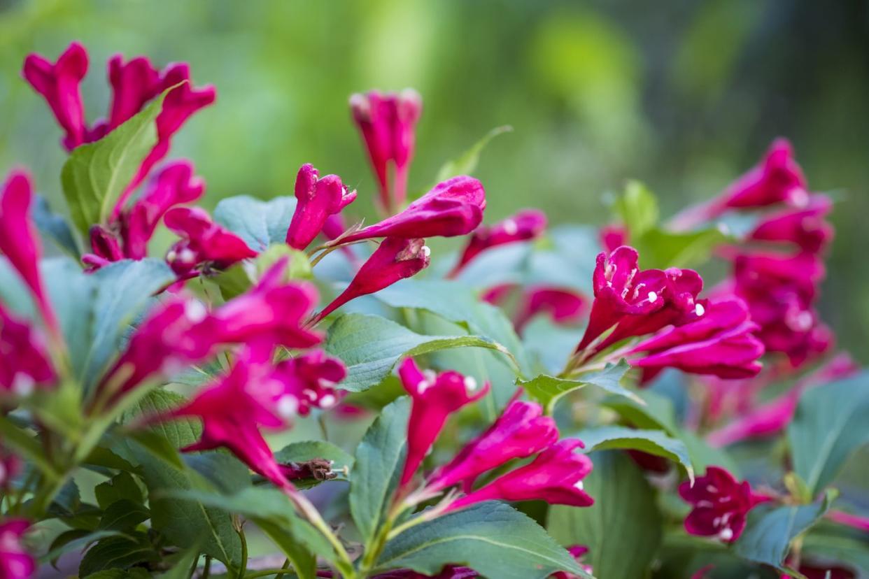 blooming weigela flowering shrub