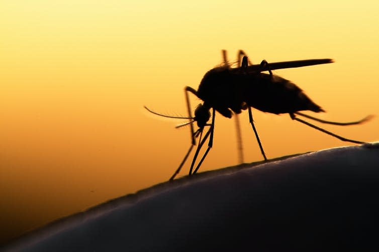 Silhouette of mosquito on human skin.