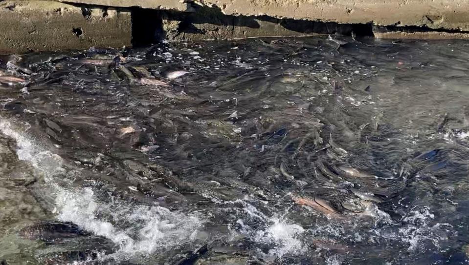 Steelhead trout gather in the Trout Run nursery waters in Fairview Township in Erie County on Monday.