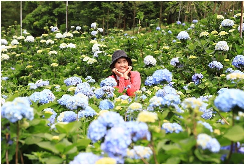 新北｜萬里高家繡球花季