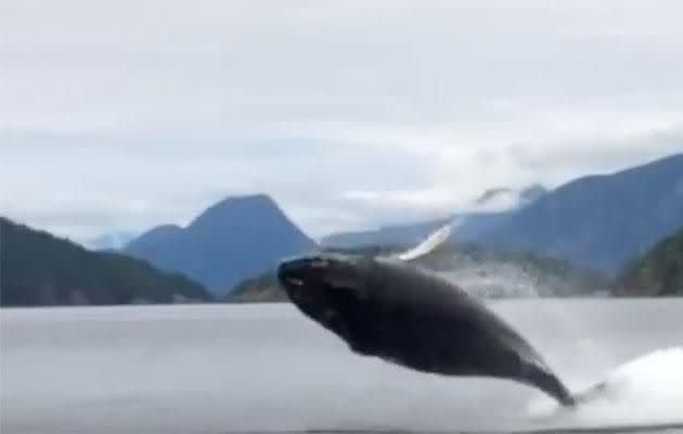 The adorable calf mimics its mother. Photo: YouTube/Wildcoast Adventures