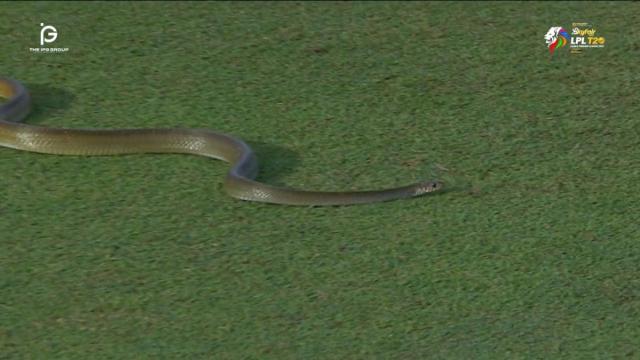 Snake halts play during Sri Lanka cricket match