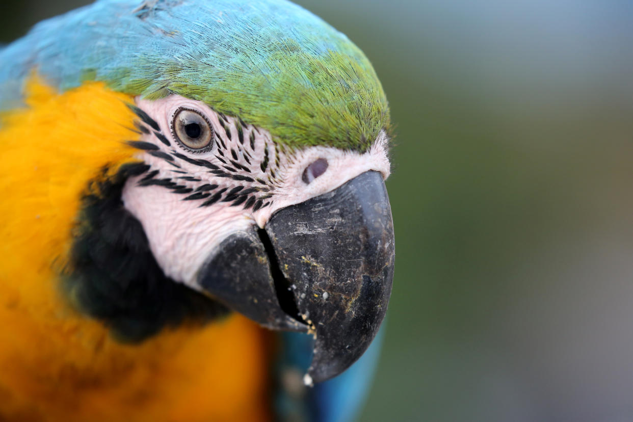 A macaw stands on a rooftop of a building in Caracas, Venezuela. (Photo: Manaure Quintero/Reuters)