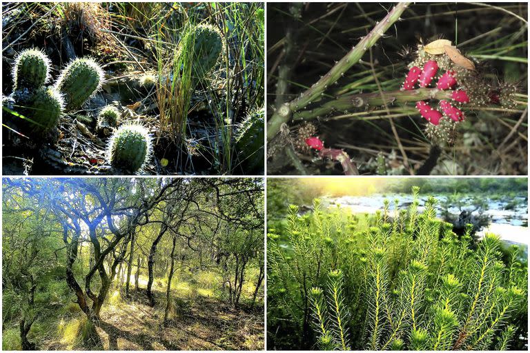 La traza pasa por la Reserva de Bosques Nativos de categoría roja