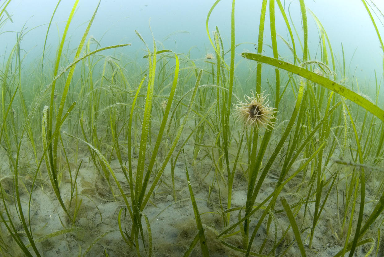 Seagrass growing on the seabed