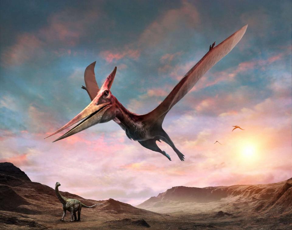 PHOTO: This 3D illustration shows a Pteranodon flying in the sky. (Warpaintcobra/Getty Images/iStockphoto)