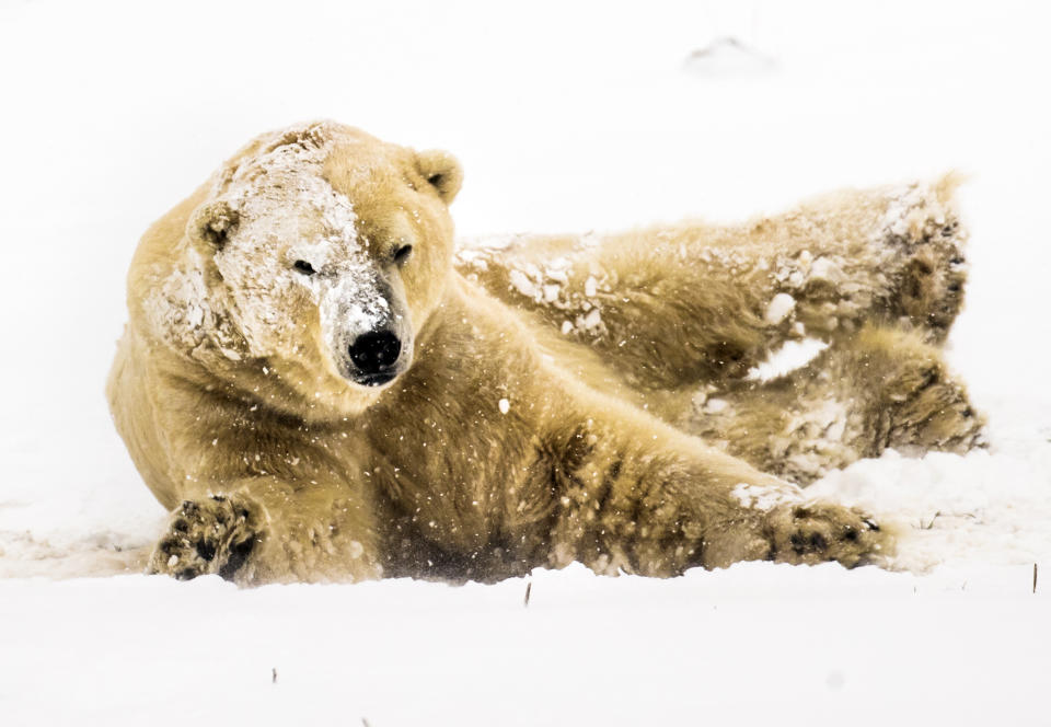 Especies animales que más rápido disminuyen en el mundo