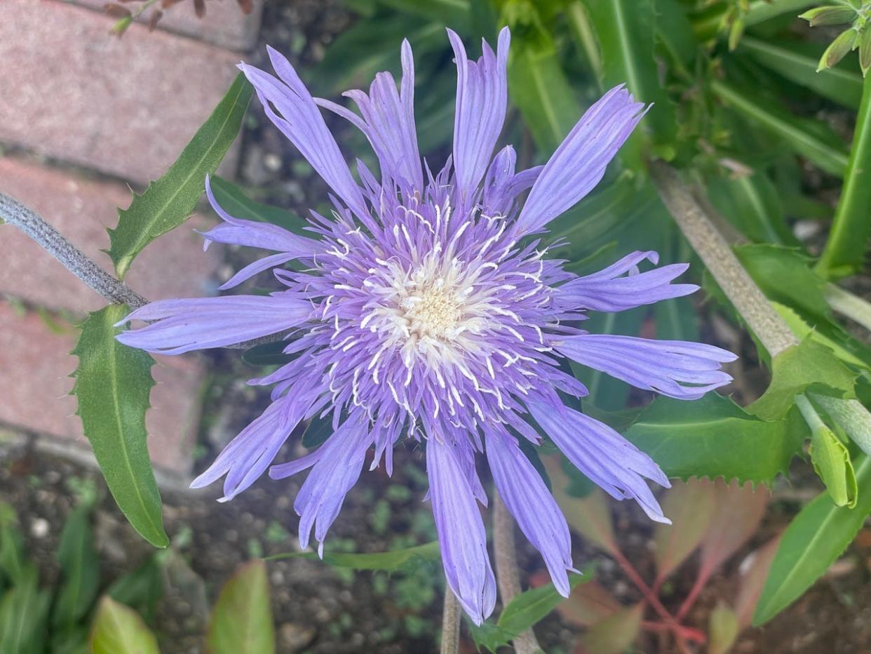 Stokes Aster flowers, prominent in the southeast U.S., are purple, blue or white and are cultivated as a garden flower.